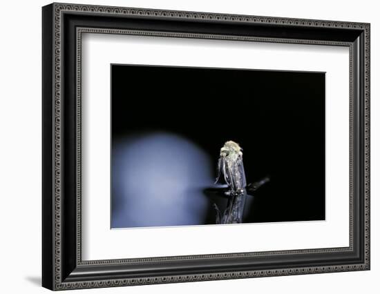 Culex Pipiens (Common House Mosquito) - Emerging (B4)-Paul Starosta-Framed Photographic Print