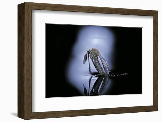 Culex Pipiens (Common House Mosquito) - Emerging (C1)-Paul Starosta-Framed Photographic Print