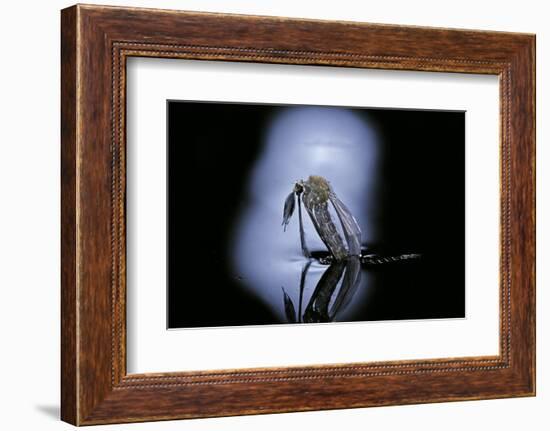 Culex Pipiens (Common House Mosquito) - Emerging (C1)-Paul Starosta-Framed Photographic Print