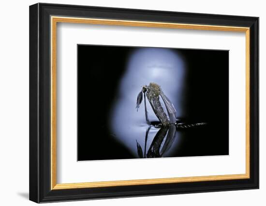 Culex Pipiens (Common House Mosquito) - Emerging (C1)-Paul Starosta-Framed Photographic Print