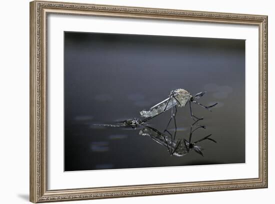 Culex Pipiens (Common House Mosquito) - Emerging (D11)-Paul Starosta-Framed Photographic Print