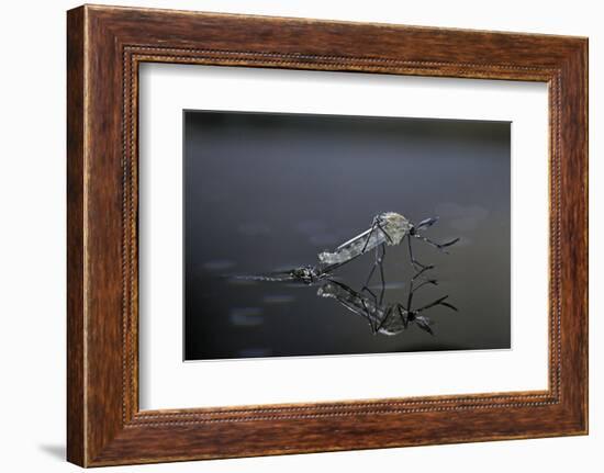 Culex Pipiens (Common House Mosquito) - Emerging (D11)-Paul Starosta-Framed Photographic Print