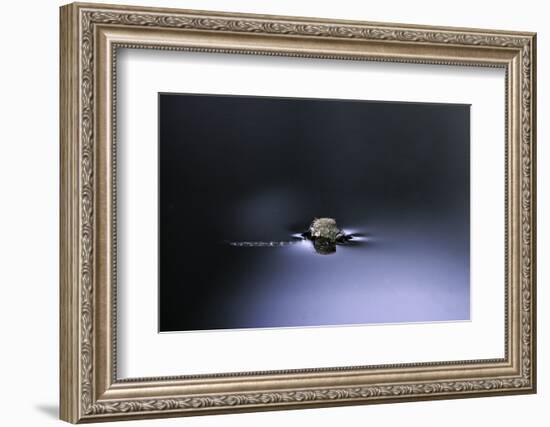 Culex Pipiens (Common House Mosquito) - Emerging (D2)-Paul Starosta-Framed Photographic Print