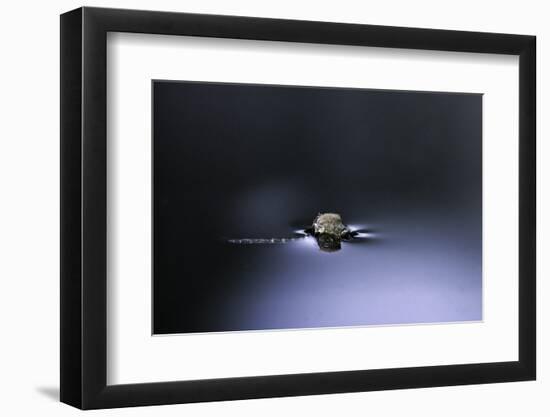 Culex Pipiens (Common House Mosquito) - Emerging (D2)-Paul Starosta-Framed Photographic Print