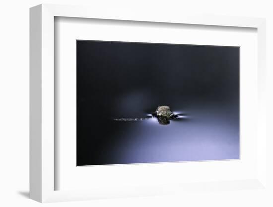 Culex Pipiens (Common House Mosquito) - Emerging (D2)-Paul Starosta-Framed Photographic Print