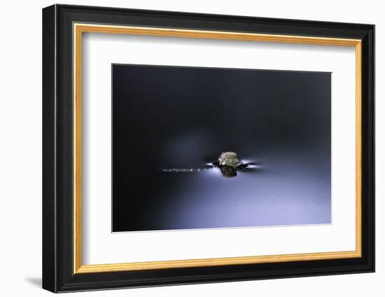 Culex Pipiens (Common House Mosquito) - Emerging (D2)-Paul Starosta-Framed Photographic Print