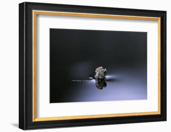 Culex Pipiens (Common House Mosquito) - Emerging (D3)-Paul Starosta-Framed Photographic Print