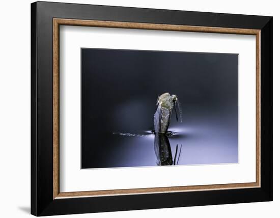 Culex Pipiens (Common House Mosquito) - Emerging (D5)-Paul Starosta-Framed Photographic Print