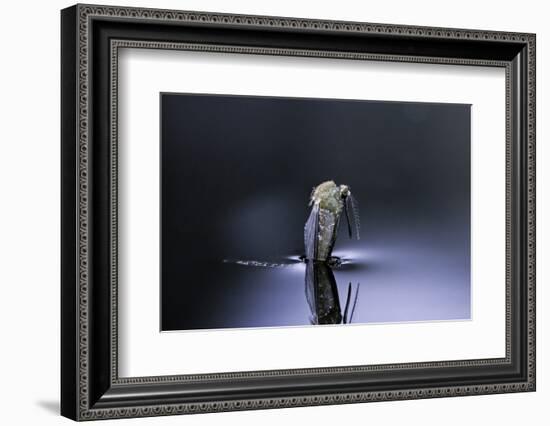 Culex Pipiens (Common House Mosquito) - Emerging (D5)-Paul Starosta-Framed Photographic Print