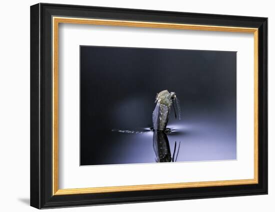 Culex Pipiens (Common House Mosquito) - Emerging (D5)-Paul Starosta-Framed Photographic Print