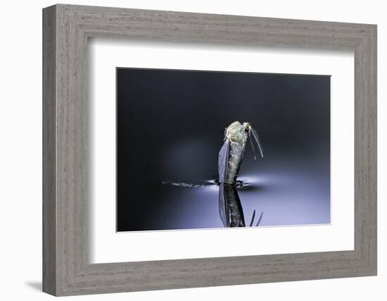 Culex Pipiens (Common House Mosquito) - Emerging (D6)-Paul Starosta-Framed Photographic Print