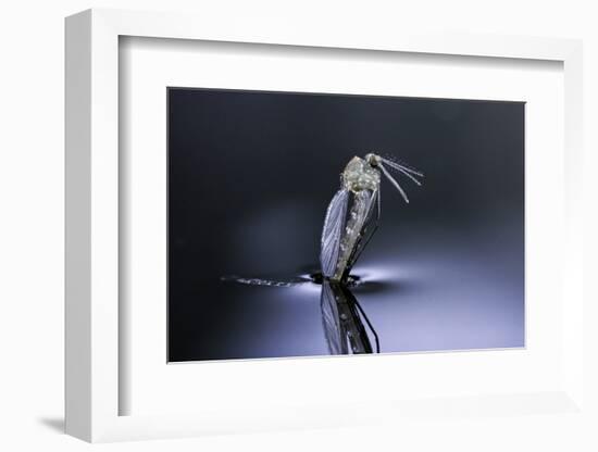 Culex Pipiens (Common House Mosquito) - Emerging (D7)-Paul Starosta-Framed Photographic Print