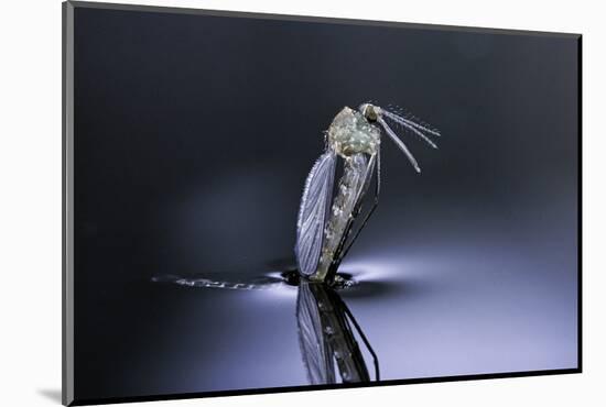 Culex Pipiens (Common House Mosquito) - Emerging (D7)-Paul Starosta-Mounted Photographic Print