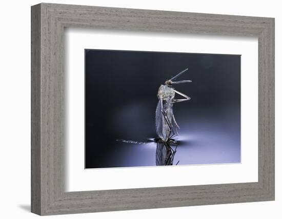 Culex Pipiens (Common House Mosquito) - Emerging (D8)-Paul Starosta-Framed Photographic Print