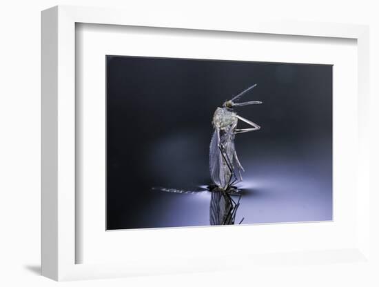 Culex Pipiens (Common House Mosquito) - Emerging (D8)-Paul Starosta-Framed Photographic Print