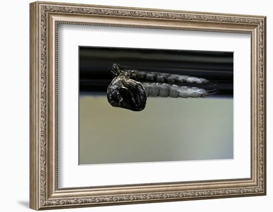 Culex Pipiens (Common House Mosquito) - Emerging from under the Water Surface-Paul Starosta-Framed Photographic Print