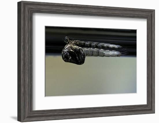 Culex Pipiens (Common House Mosquito) - Emerging from under the Water Surface-Paul Starosta-Framed Photographic Print