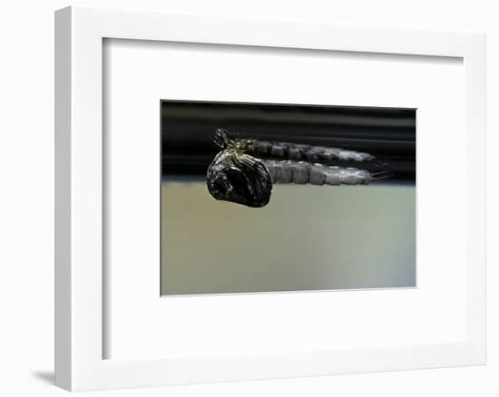 Culex Pipiens (Common House Mosquito) - Emerging from under the Water Surface-Paul Starosta-Framed Photographic Print