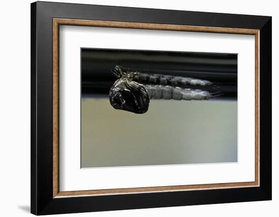 Culex Pipiens (Common House Mosquito) - Emerging from under the Water Surface-Paul Starosta-Framed Photographic Print