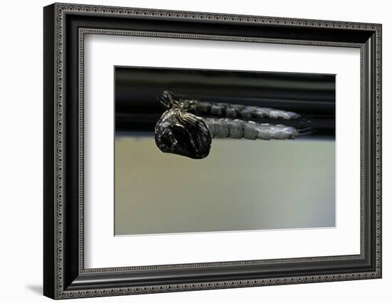 Culex Pipiens (Common House Mosquito) - Emerging from under the Water Surface-Paul Starosta-Framed Photographic Print