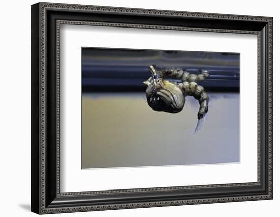 Culex Pipiens (Common House Mosquito) - Emerging from under the Water Surface-Paul Starosta-Framed Photographic Print