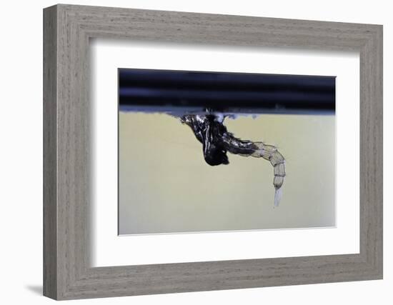 Culex Pipiens (Common House Mosquito) - Emerging from under the Water Surface-Paul Starosta-Framed Photographic Print