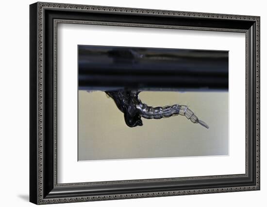 Culex Pipiens (Common House Mosquito) - Emerging from under the Water Surface-Paul Starosta-Framed Photographic Print