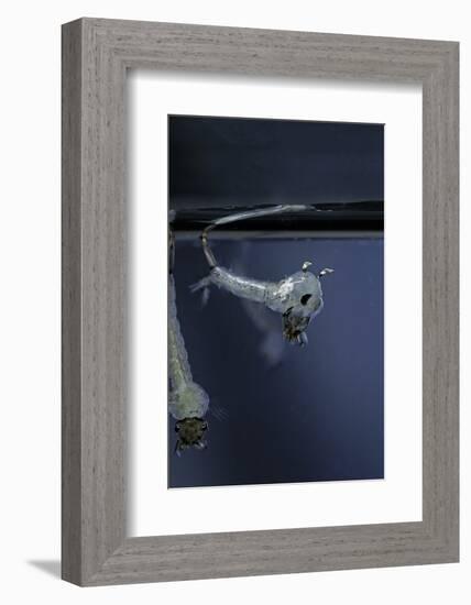 Culex Pipiens (Common House Mosquito) - Emerging of the Pupa-Paul Starosta-Framed Photographic Print