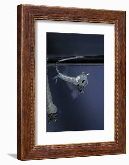 Culex Pipiens (Common House Mosquito) - Emerging of the Pupa-Paul Starosta-Framed Photographic Print