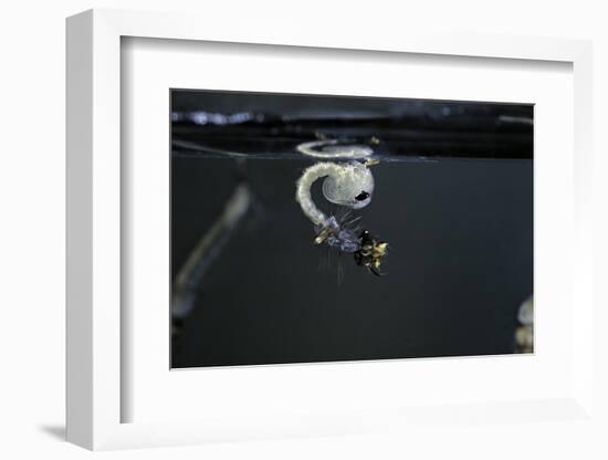 Culex Pipiens (Common House Mosquito) - Emerging of the Pupa-Paul Starosta-Framed Photographic Print