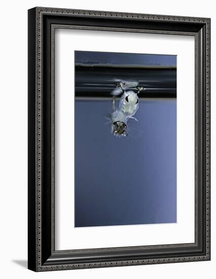 Culex Pipiens (Common House Mosquito) - Emerging of the Pupa-Paul Starosta-Framed Photographic Print