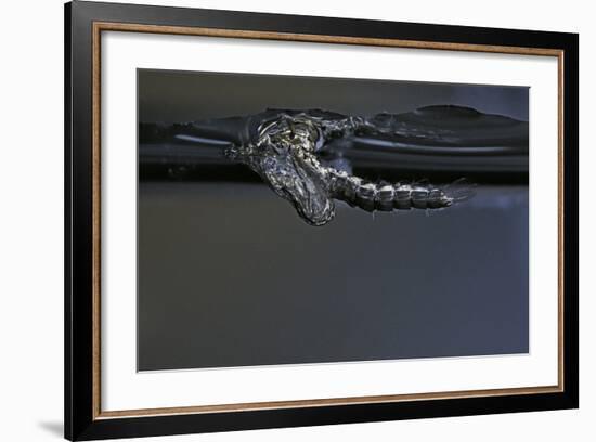 Culex Pipiens (Common House Mosquito) - Exuvia under the Water Surface-Paul Starosta-Framed Photographic Print