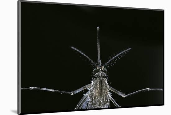 Culex Pipiens (Common House Mosquito) - Female-Paul Starosta-Mounted Photographic Print