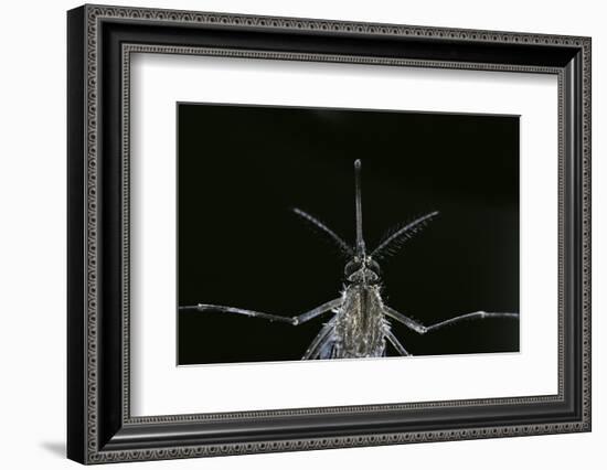 Culex Pipiens (Common House Mosquito) - Female-Paul Starosta-Framed Photographic Print