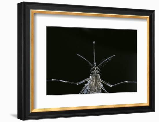 Culex Pipiens (Common House Mosquito) - Female-Paul Starosta-Framed Photographic Print