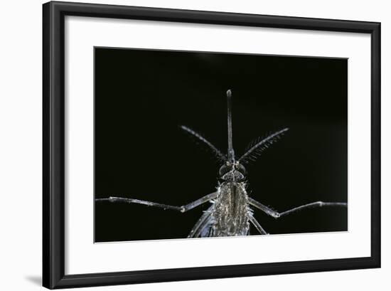 Culex Pipiens (Common House Mosquito) - Female-Paul Starosta-Framed Photographic Print