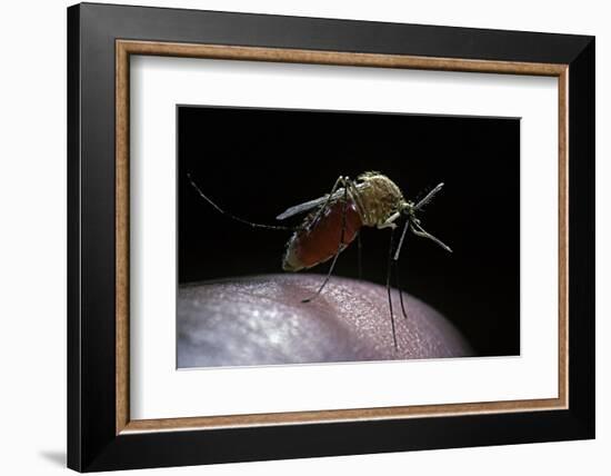 Culex Pipiens (Common House Mosquito) - Gorged with Human Blood-Paul Starosta-Framed Photographic Print