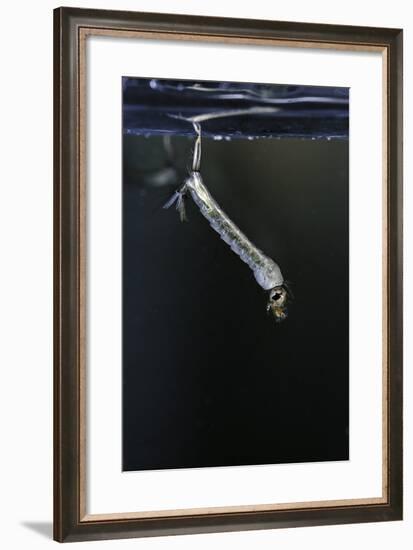 Culex Pipiens (Common House Mosquito) - Larva-Paul Starosta-Framed Photographic Print