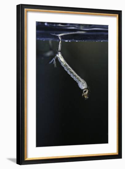 Culex Pipiens (Common House Mosquito) - Larva-Paul Starosta-Framed Photographic Print