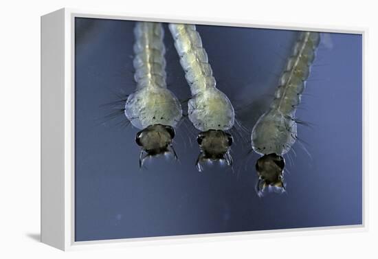 Culex Pipiens (Common House Mosquito) - Larvae-Paul Starosta-Framed Premier Image Canvas