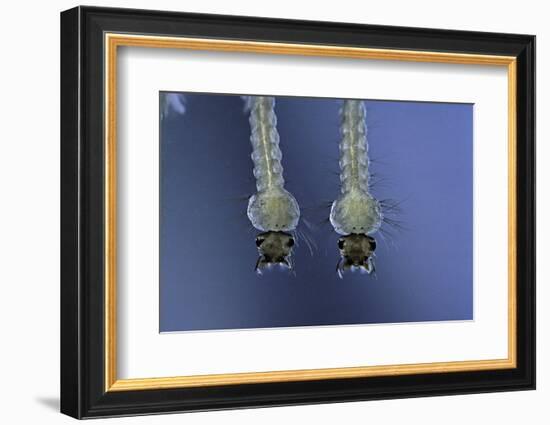 Culex Pipiens (Common House Mosquito) - Larvae-Paul Starosta-Framed Photographic Print