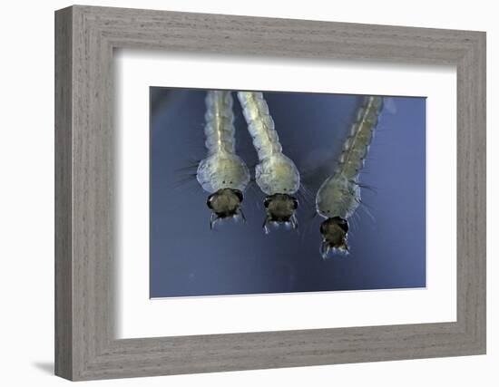 Culex Pipiens (Common House Mosquito) - Larvae-Paul Starosta-Framed Photographic Print