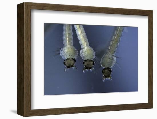 Culex Pipiens (Common House Mosquito) - Larvae-Paul Starosta-Framed Photographic Print