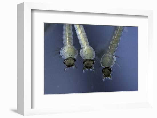 Culex Pipiens (Common House Mosquito) - Larvae-Paul Starosta-Framed Photographic Print