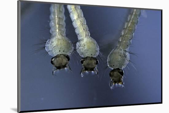 Culex Pipiens (Common House Mosquito) - Larvae-Paul Starosta-Mounted Photographic Print