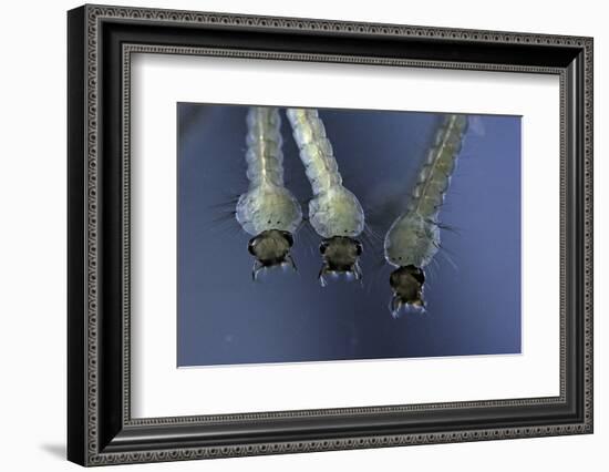 Culex Pipiens (Common House Mosquito) - Larvae-Paul Starosta-Framed Photographic Print