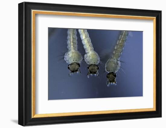 Culex Pipiens (Common House Mosquito) - Larvae-Paul Starosta-Framed Photographic Print