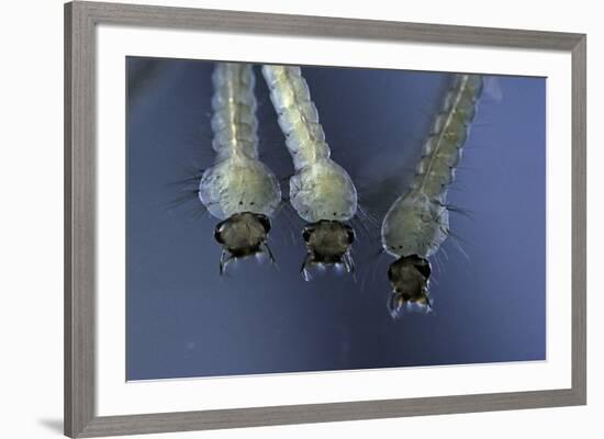 Culex Pipiens (Common House Mosquito) - Larvae-Paul Starosta-Framed Photographic Print