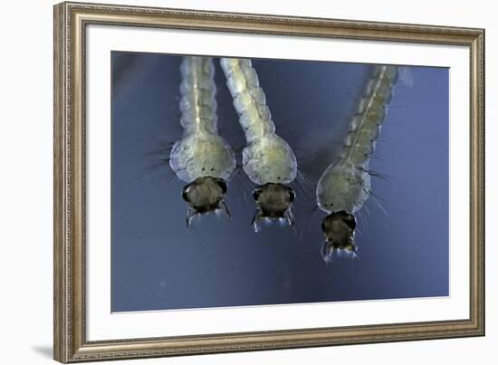 Culex Pipiens (Common House Mosquito) - Larvae-Paul Starosta-Framed Photographic Print