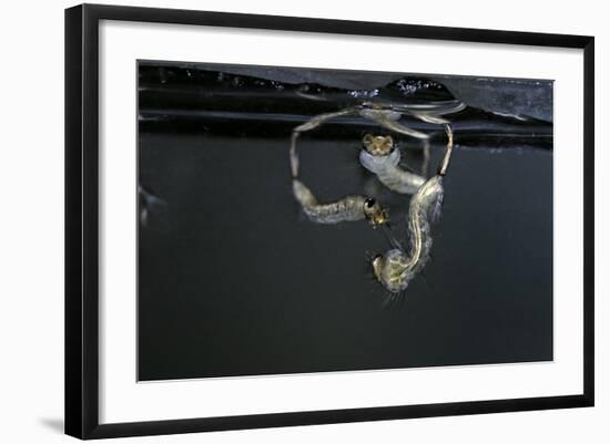 Culex Pipiens (Common House Mosquito) - Larvae-Paul Starosta-Framed Photographic Print